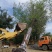 白蜡5公分以上规格齐全产地直销量大从优全国发货