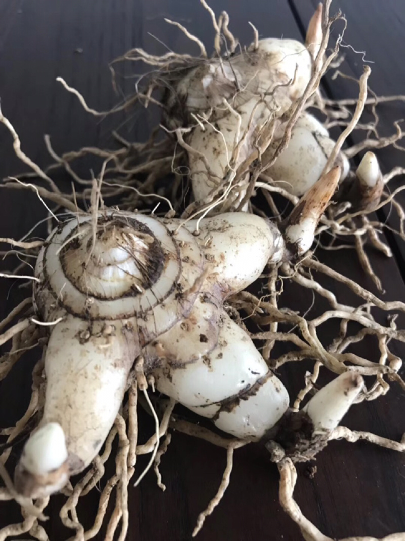 白芨营养丰富自产自销长期供货品质保证