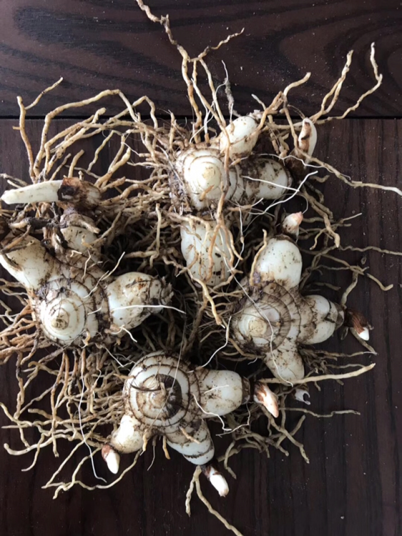 白芨营养丰富自产自销长期供货品质保证