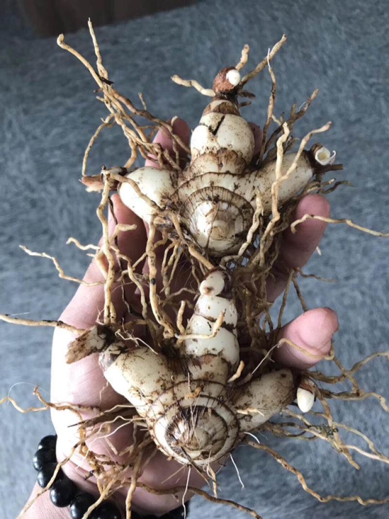 白芨营养丰富自产自销长期供货品质保证
