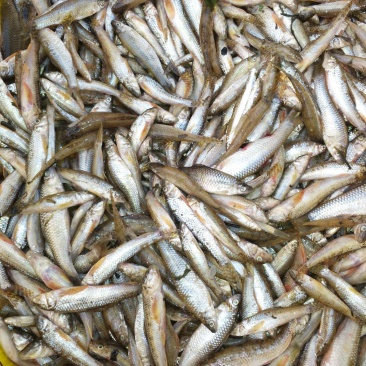 麦穗鱼