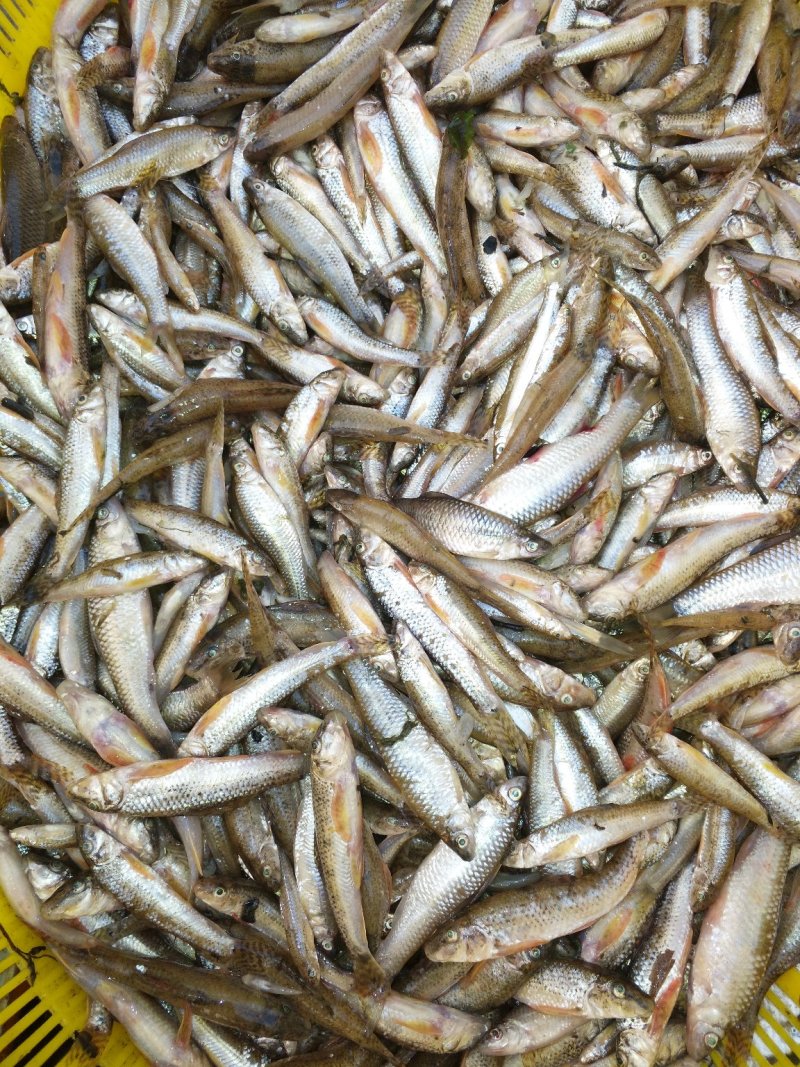 麦穗鱼