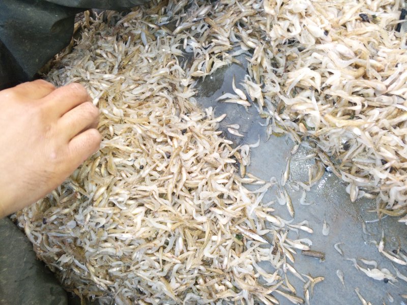 麦穗鱼