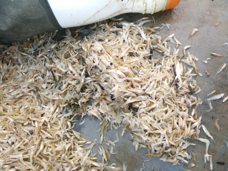 麦穗鱼