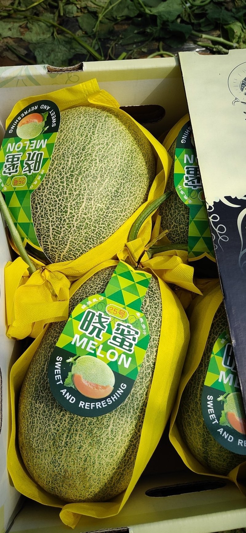 北甜五号哈密瓜