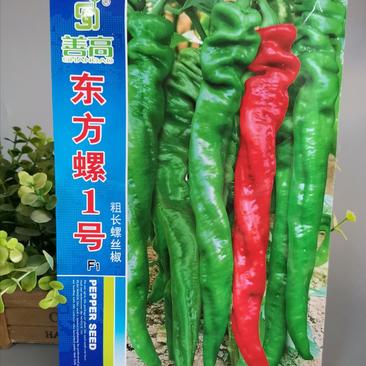 【东方螺1号】杂交螺丝椒种子特大粗长型辣椒种子基地用种