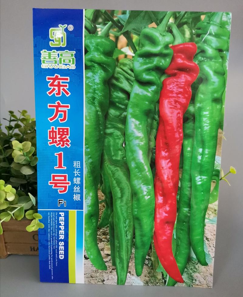 【东方螺1号】杂交螺丝椒种子特大粗长型辣椒种子基地用种