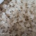 雪燕