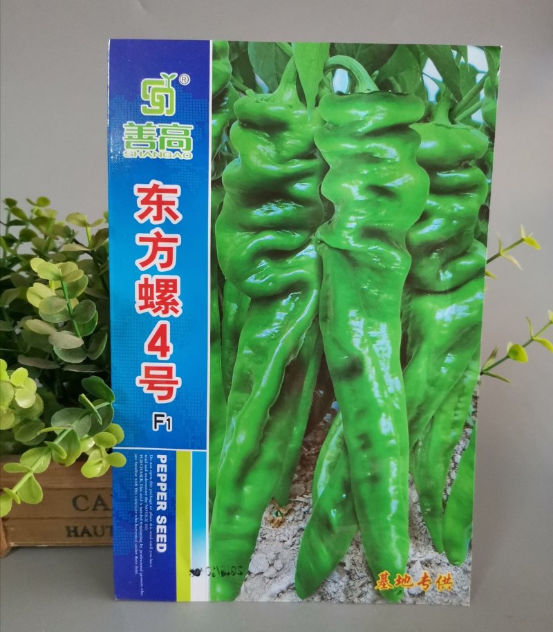 【东方螺4号】杂交螺丝椒种子大果型皮薄大田基地用辣椒种子