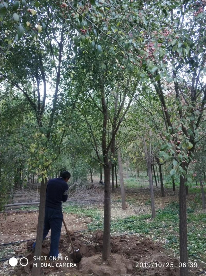 丝棉木大量现货供应可以实地考察
