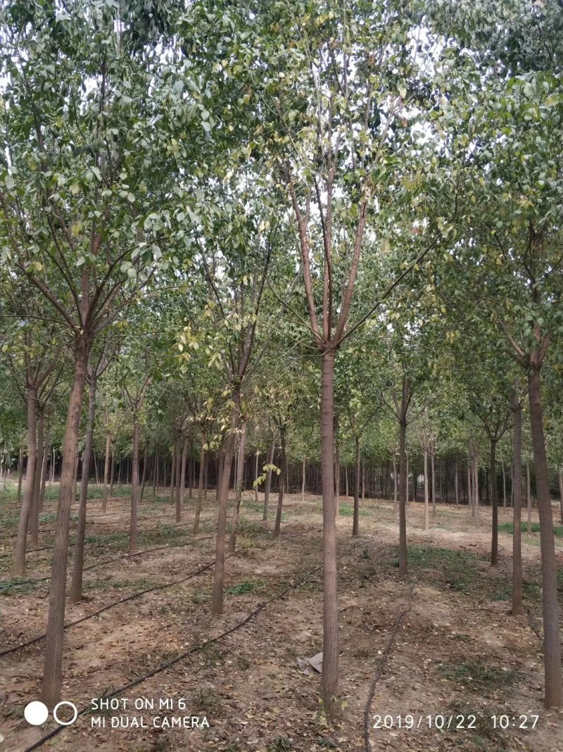 丝棉木大量现货供应可以实地考察