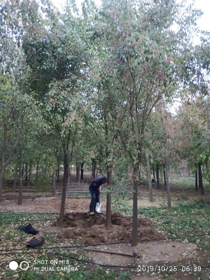 丝棉木大量现货供应可以实地考察