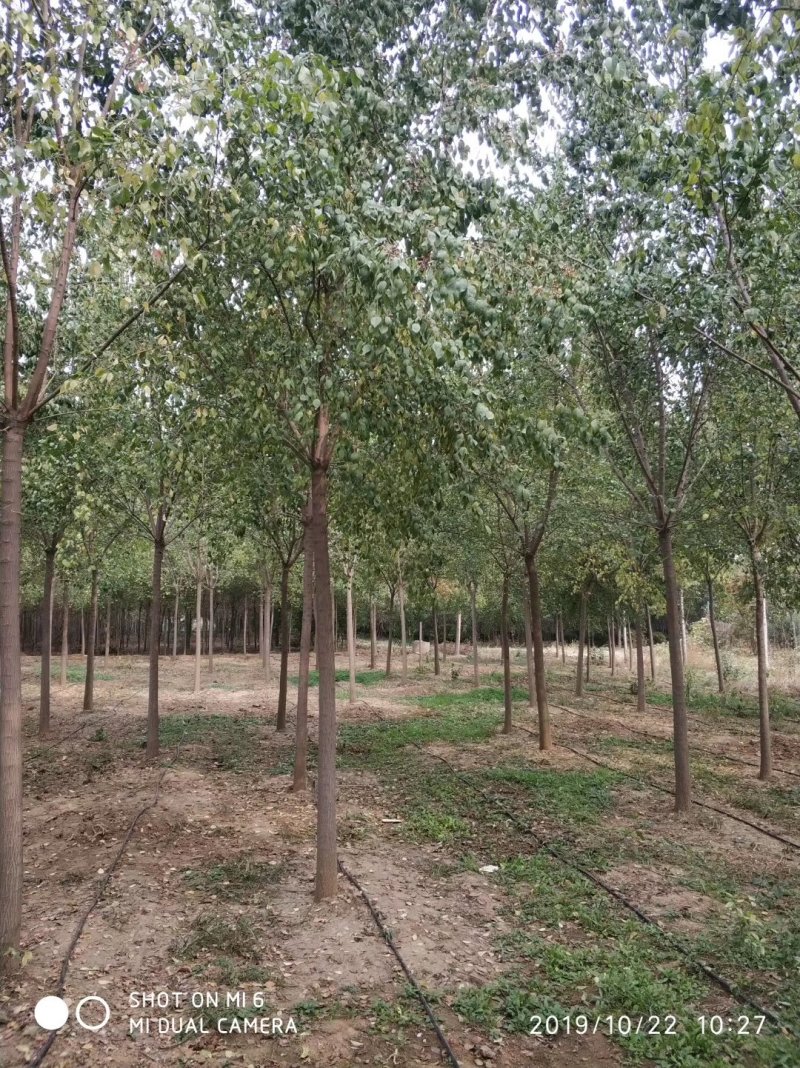 丝棉木大量现货供应可以实地考察