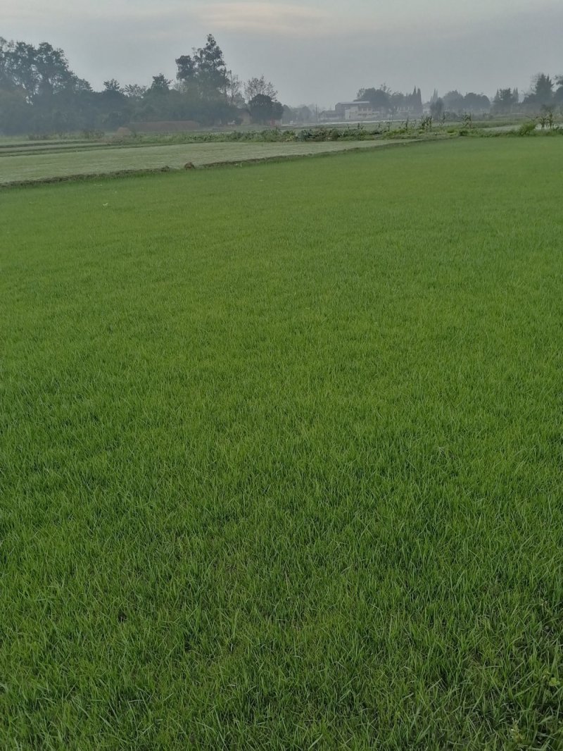 混波草出售（冷季型草坪）