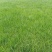 混波草出售（冷季型草坪）