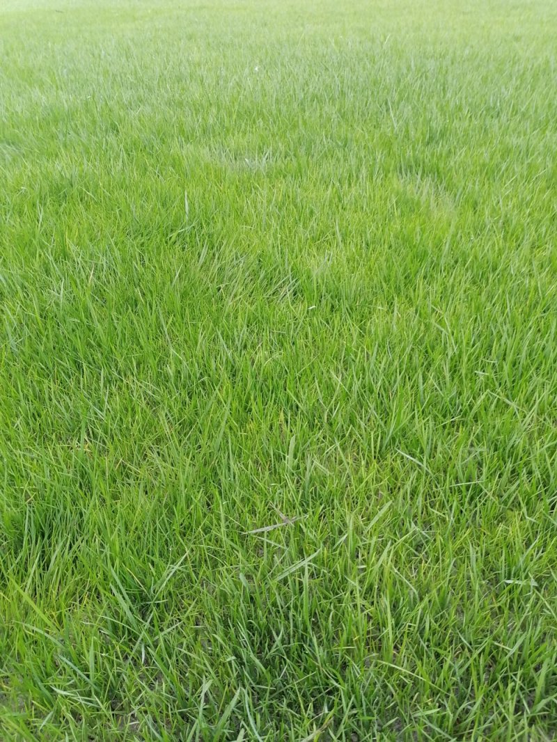 混波草出售（冷季型草坪）