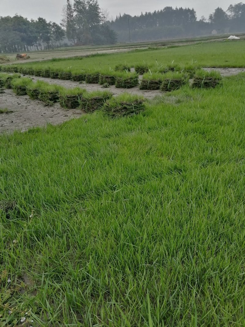 混波草出售（冷季型草坪）