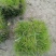 混波草出售（冷季型草坪）