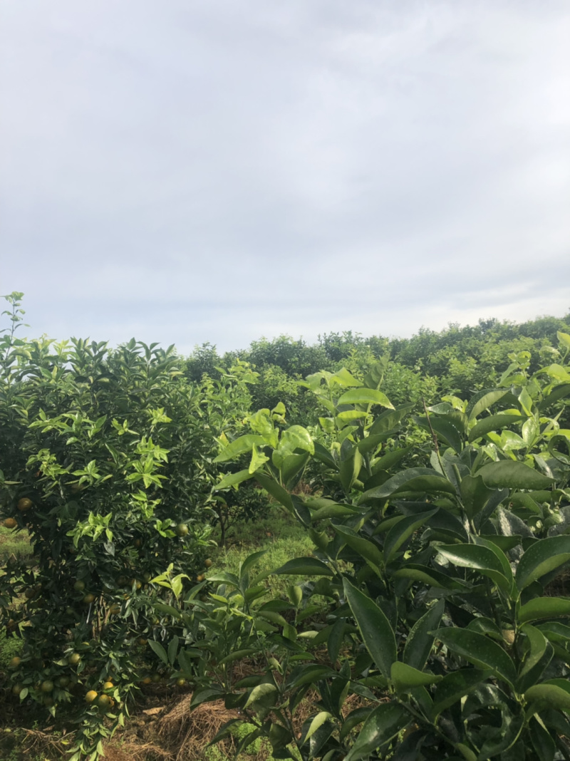 四纪红马上上市需要的老板来