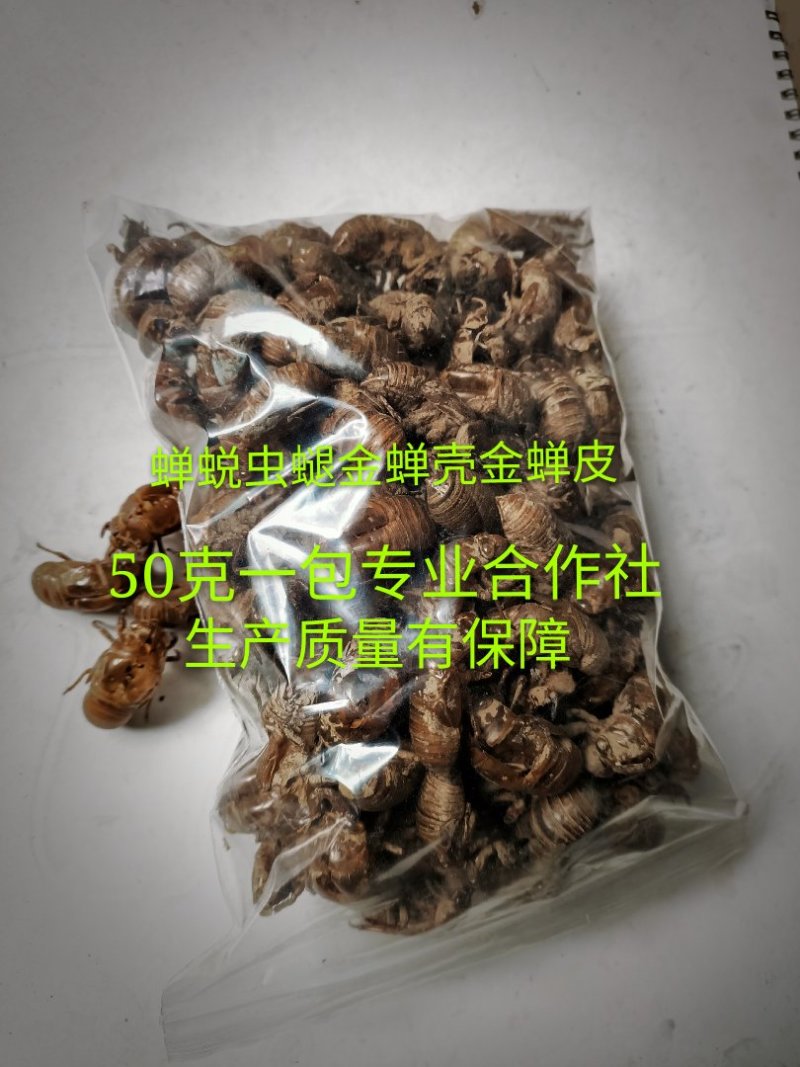 蝉蜕虫螁金蝉壳金蝉皮蝉壳蝉皮蝉衣知了壳知了皮爬叉壳爬叉皮