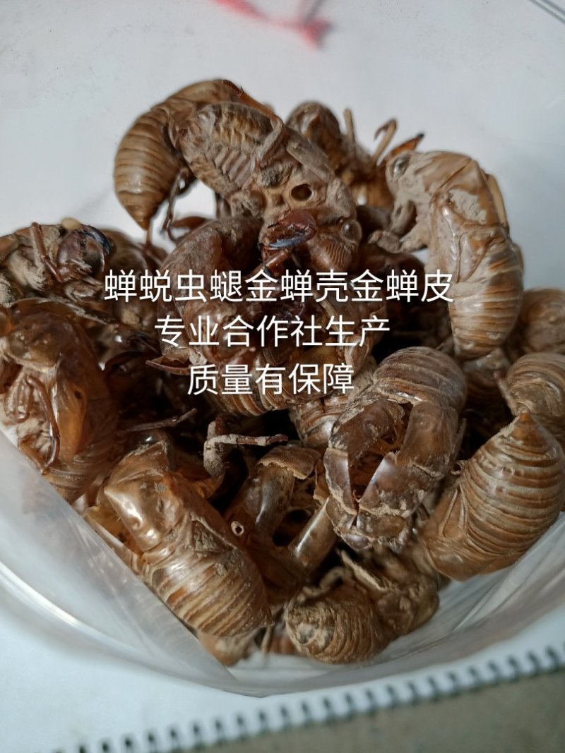 蝉蜕虫螁金蝉壳金蝉皮蝉壳蝉皮蝉衣知了壳知了皮爬叉壳爬叉皮