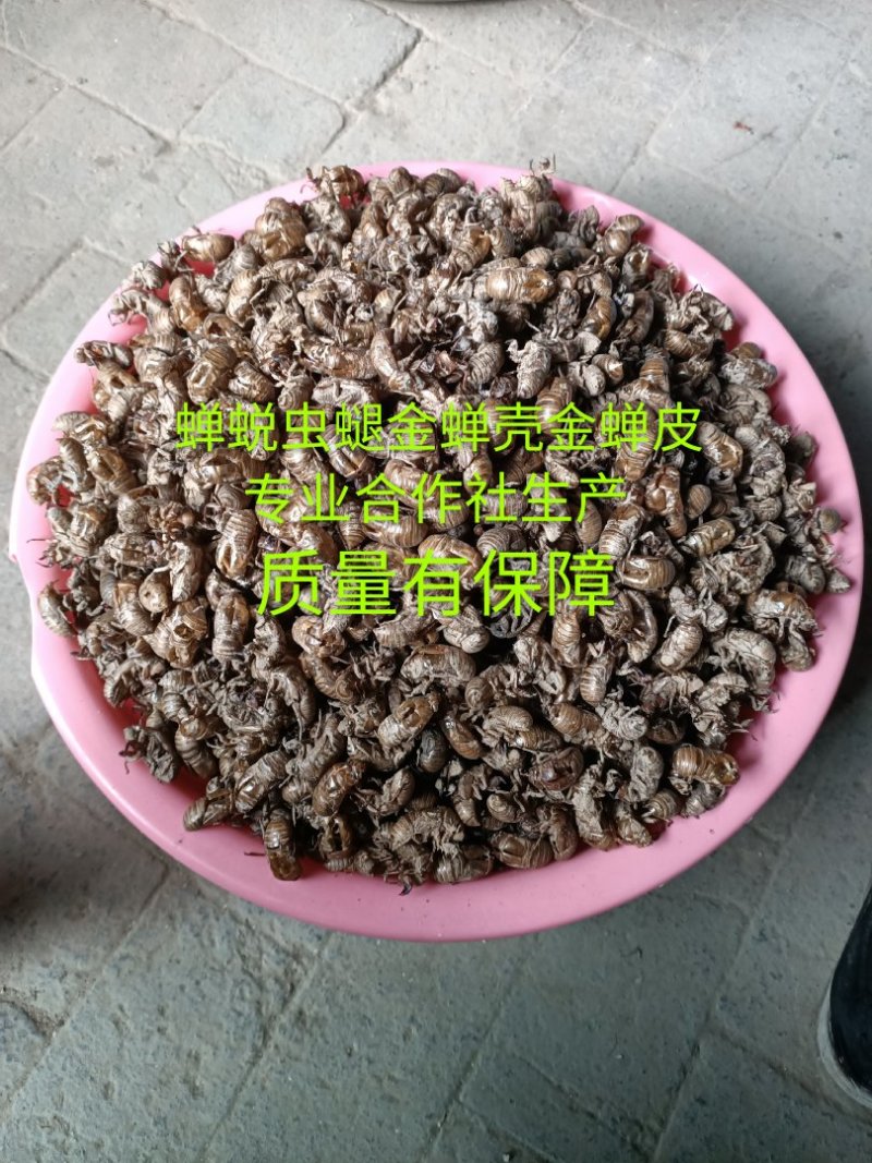 蝉蜕虫螁金蝉壳金蝉皮蝉壳蝉皮蝉衣知了壳知了皮爬叉壳爬叉皮