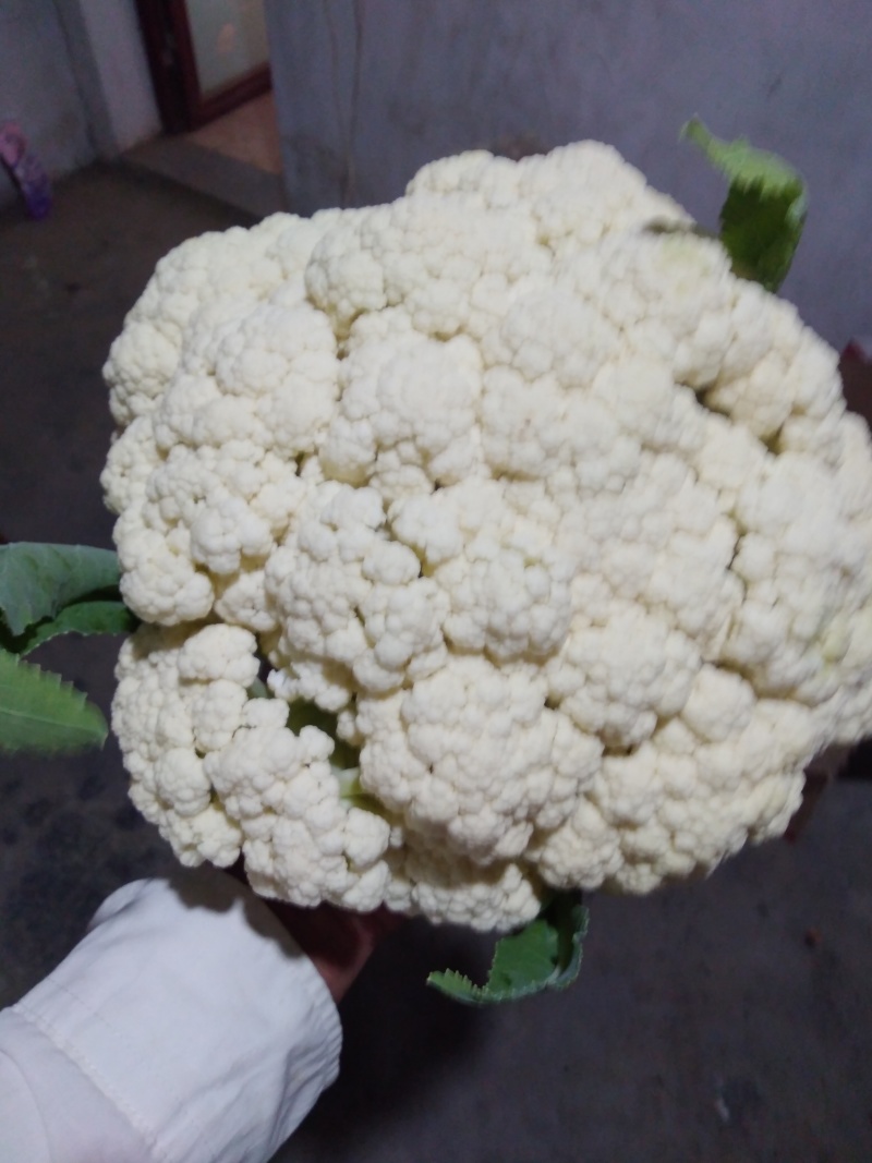 【热卖】花菜松花紧花全国直发菜价实时更新对接商超