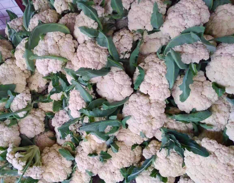 【热卖】花菜松花紧花全国直发菜价实时更新对接商超