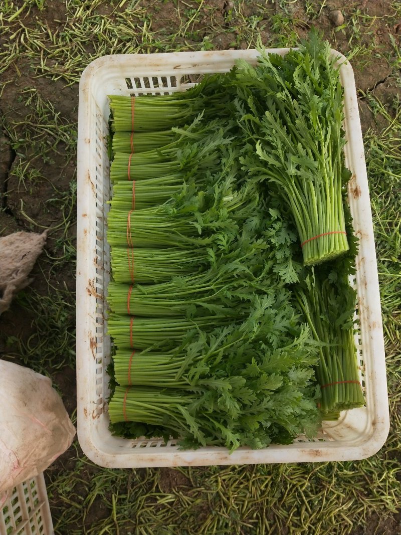 极品茼蒿长年供应，量大的来