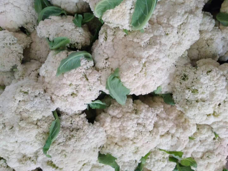 【热卖】花菜松花紧花全国直发菜价实时更新对接商超