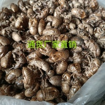 蝉蜕虫螁蝉壳蝉皮蝉衣金蝉壳金蝉皮知了壳知了皮爬叉壳爬叉皮