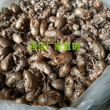 蝉蜕虫螁蝉壳蝉皮蝉衣金蝉壳金蝉皮知了壳知了皮爬叉壳爬叉皮