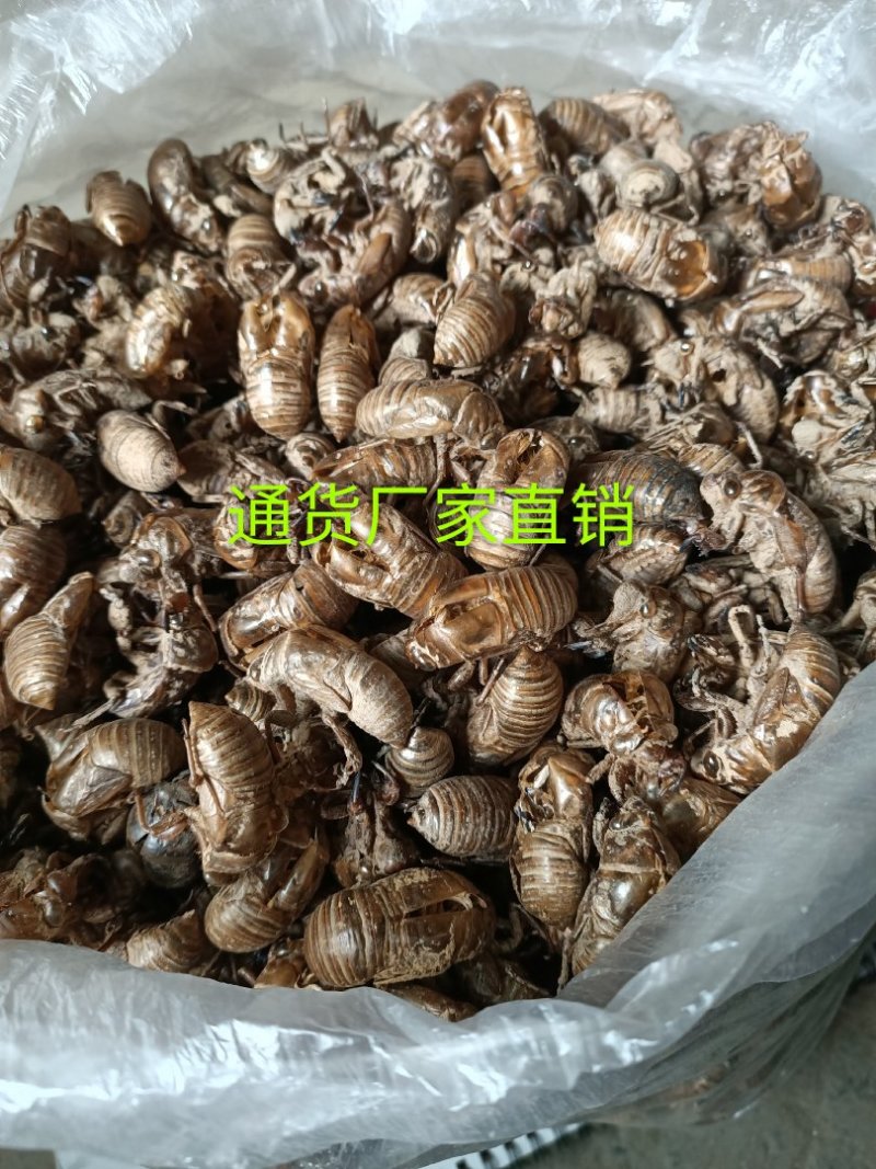 蝉蜕虫螁蝉壳蝉皮蝉衣金蝉壳金蝉皮知了壳知了皮爬叉壳爬叉皮