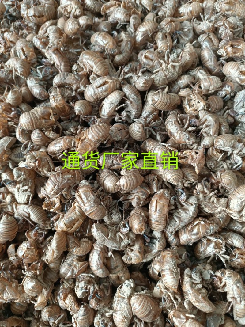 蝉蜕虫螁蝉壳蝉皮蝉衣金蝉壳金蝉皮知了壳知了皮爬叉壳爬叉皮