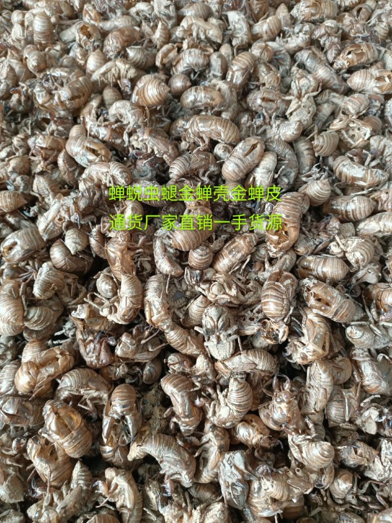 蝉蜕虫螁蝉壳蝉皮蝉衣金蝉壳金蝉皮知了壳知了皮爬叉壳爬叉皮