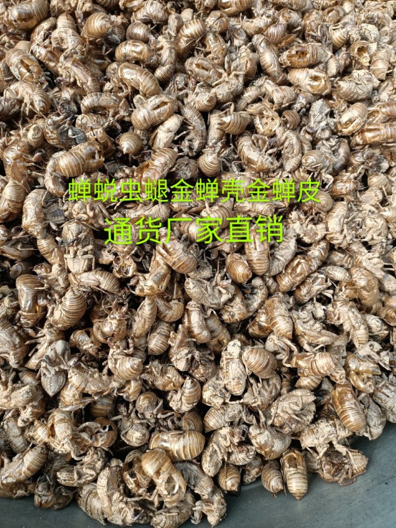 蝉蜕虫螁蝉壳蝉皮蝉衣金蝉壳金蝉皮知了壳知了皮爬叉壳爬叉皮