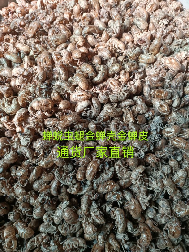 蝉蜕虫螁蝉壳蝉皮蝉衣金蝉壳金蝉皮知了壳知了皮爬叉壳爬叉皮