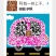 树上干杏法兰西梅干