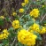野生菊花
