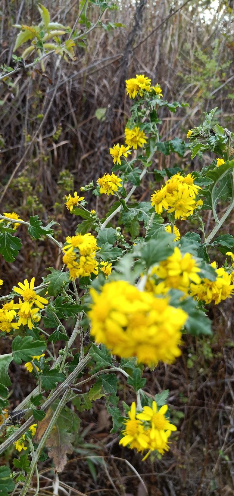 野生菊花