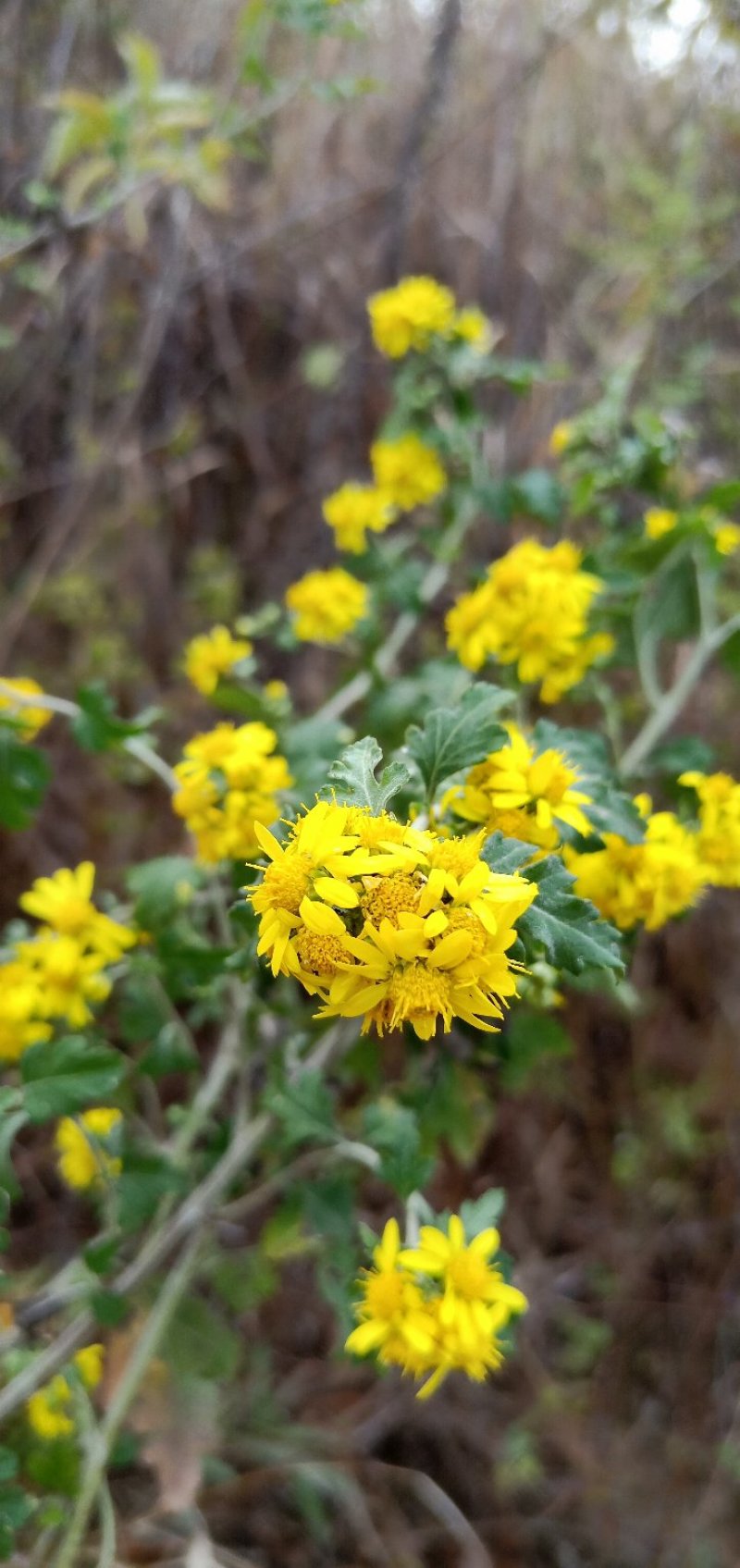 野生菊花