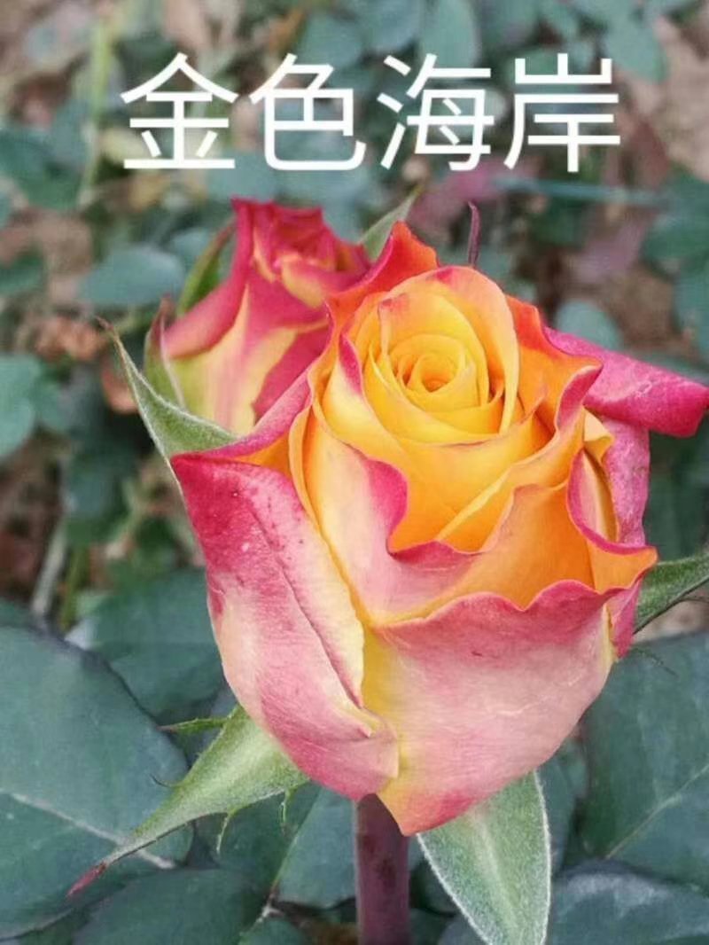 【欢迎来电咨询】云南基地发货精品复色玫瑰花苗假一赔十