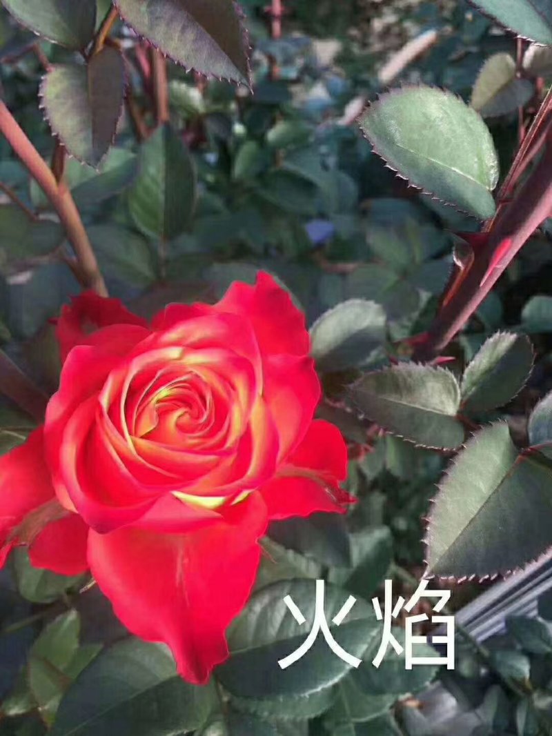 【欢迎来电咨询】云南基地发货精品复色玫瑰花苗假一赔十