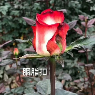 【欢迎来电咨询】云南基地发货精品复色玫瑰花苗假一赔十