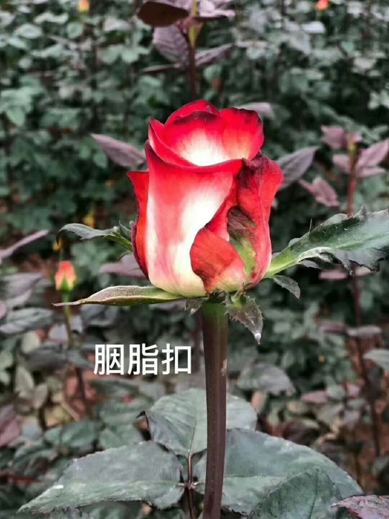 【欢迎来电咨询】云南基地发货精品复色玫瑰花苗假一赔十