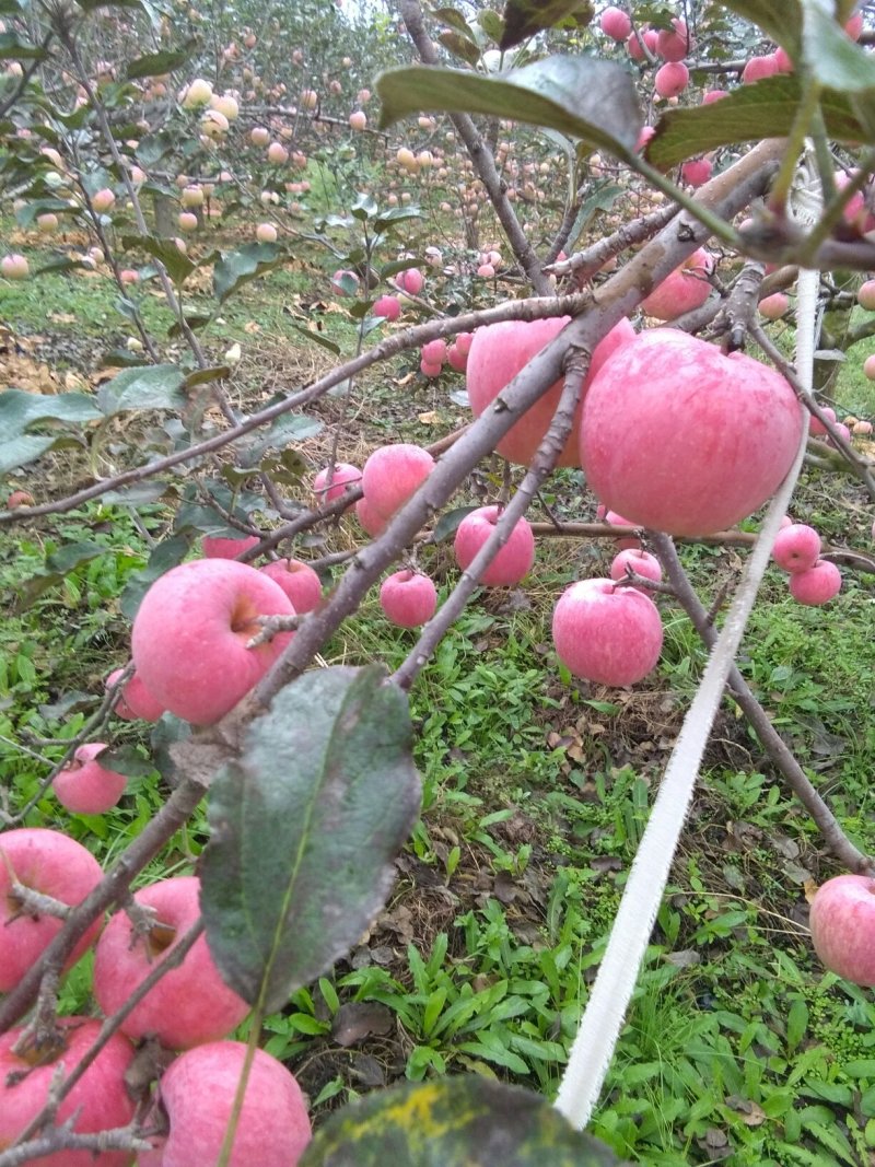 富士，秦冠