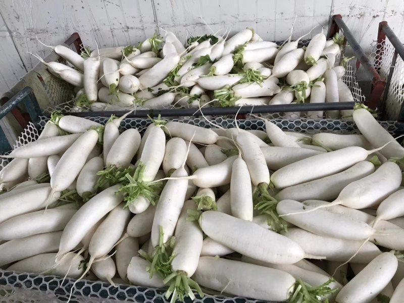 白萝卜，精品货出口贸易，电商，商超市场货都有