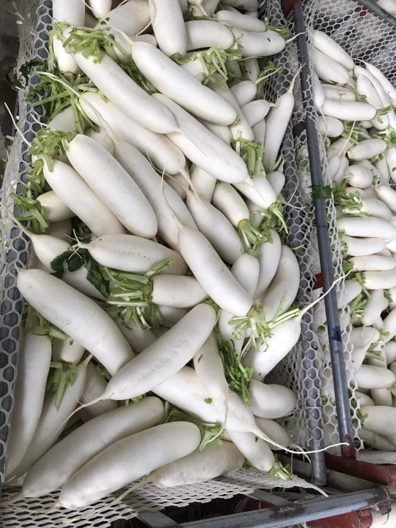 白萝卜，精品货出口贸易，电商，商超市场货都有