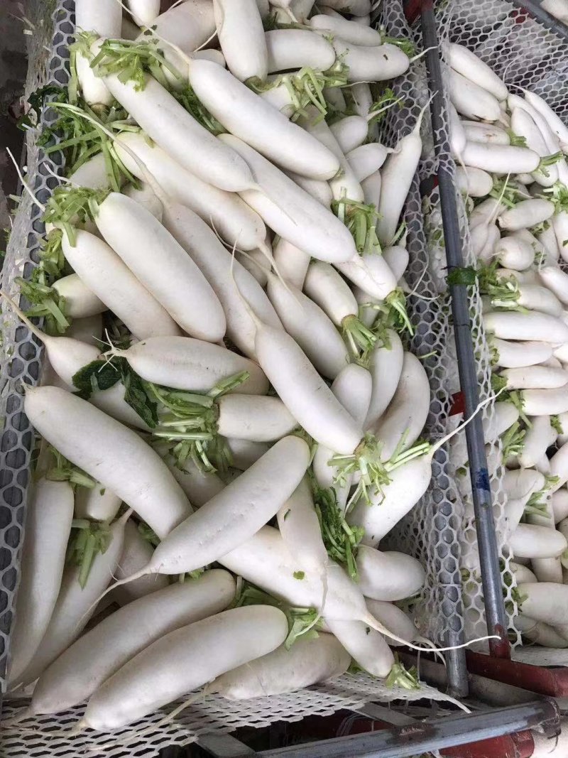 白萝卜，精品货出口贸易，电商，商超市场货都有