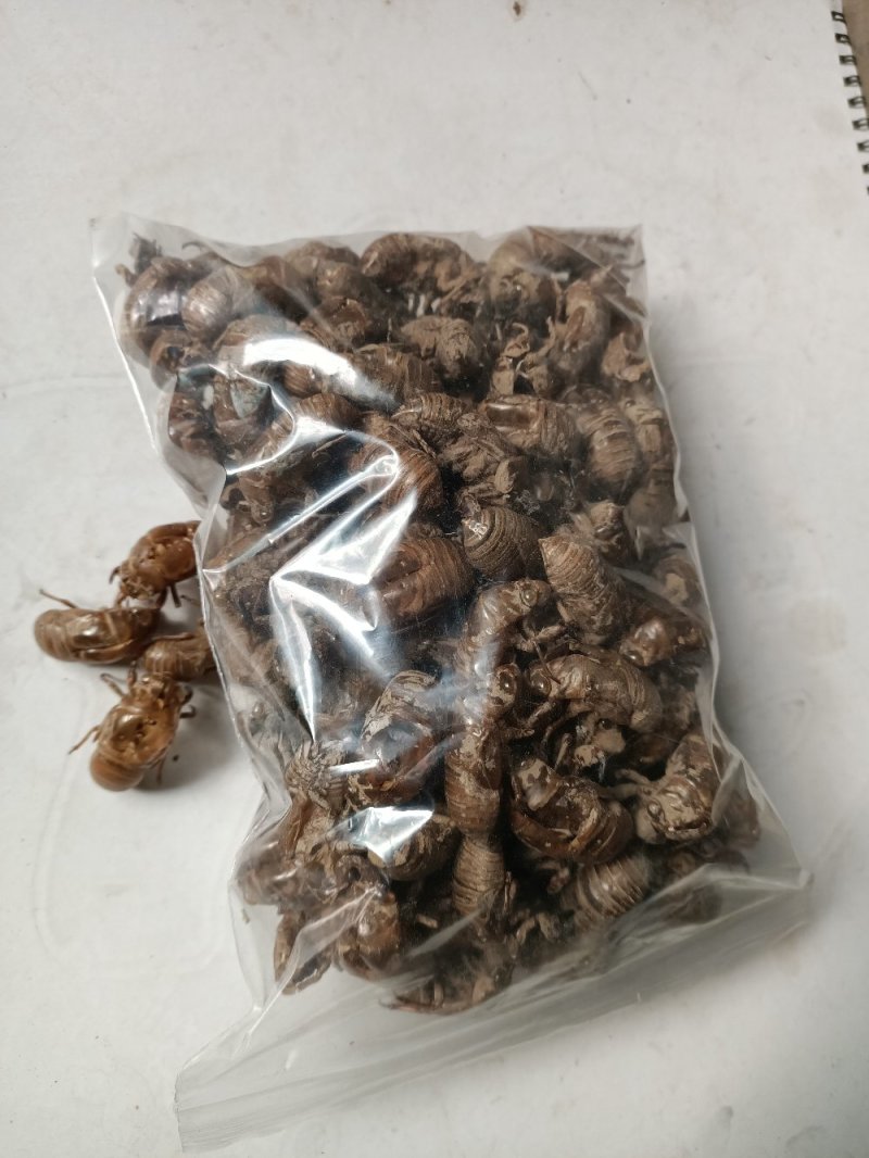 蝉蜕虫螁金蝉壳金蝉皮蝉壳蝉皮蝉衣知了壳知了皮爬叉壳爬叉皮